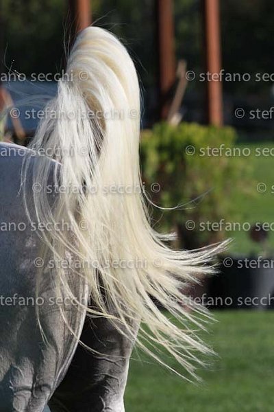 BICOCCHI_LAIUS_GIO CAV 2011_(063) SS3_1004.jpg